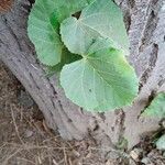 Tilia tomentosa 葉