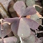 Oxalis corniculata برگ