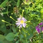 Symphyotrichum laeve Цвят