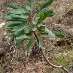 Protea nitida Blatt