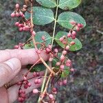 Pistacia terebinthus Frucht