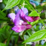 Lathyrus vernus Fula