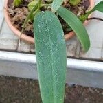 Bulbophyllum morphologorum Hoja