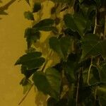 Parthenocissus tricuspidata Frunză