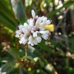 Persicaria madagascariensis Květ