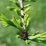 Larix laricina Lapas