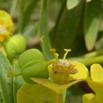 Euphorbia dendroides Frugt