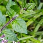 Cuphea racemosa Leaf