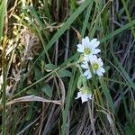 Cerastium arvense Habit