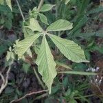 Cleome spinosa Leaf
