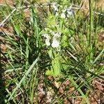 Stachys ocymastrum Habitus