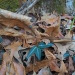 Chimaphila maculata Hoja