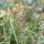 Juncus compressus Frukto