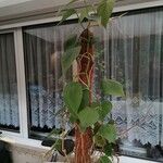 Philodendron hederaceumЛист