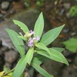 Cuphea epilobiifolia Flower