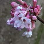 Viburnum × bodnantense Blomma