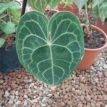 Anthurium clarinervium Leaf