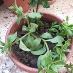 Aptenia cordifolia Foglia