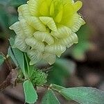Trifolium campestre फूल
