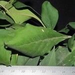 Pisonia macranthocarpa 葉