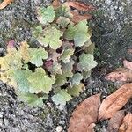 Heuchera americana 葉