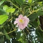 Tabebuia heterophylla Virág