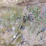 Zannichellia palustris Çiçek