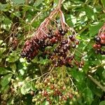 Sambucus nigra Fruit