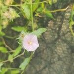 Anoda acerifolia Flower