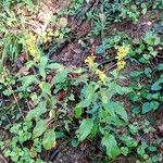 Solidago virgaurea Hábito