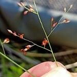 Panicum simile Flower