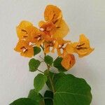 Bougainvillea spectabilis Květ