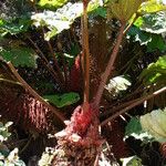 Gunnera insignis Leaf