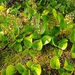 Maianthemum canadense Hábito