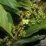 Pinzona coriacea Meyve