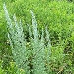 Chenopodium pratericola Leaf