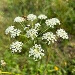 Peucedanum oreoselinum Flower