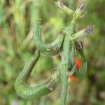 Astragalus hamosus Fruto