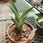 Agave palmeri Агульны выгляд