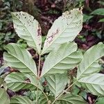 Guarea pubescens Leaf