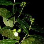 Rudgea cornifolia Fruto
