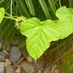 Passiflora foetida Blad