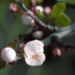 Prunus cerasifera Flor