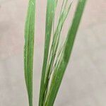 Bromus sterilis List