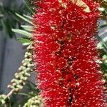 Callistemon citrinusᱵᱟᱦᱟ