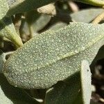 Atriplex portulacoides ഇല