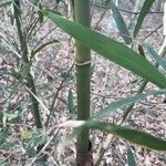 Arundinaria gigantea 树皮