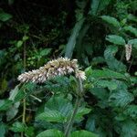 Cyathula cylindrica Flower