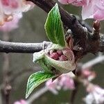 Viburnum × bodnantense Lapas