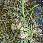 Leucanthemum graminifolium Feuille